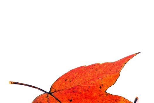 Various autumn leaves