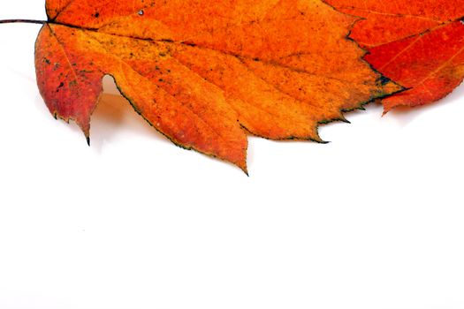Various autumn leaves