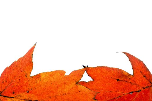 Various autumn leaves