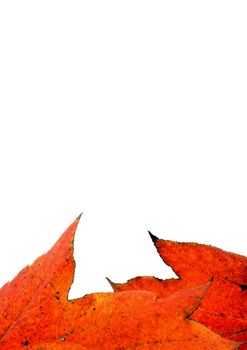 Various autumn leaves