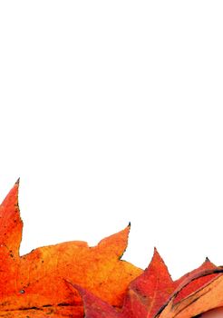 Various autumn leaves