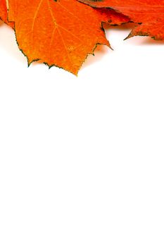 Various autumn leaves