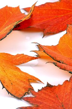 Various autumn leaves