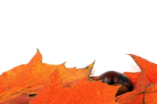Various autumn leaves