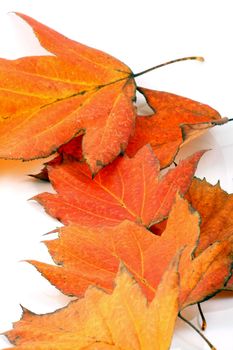 Various autumn leaves