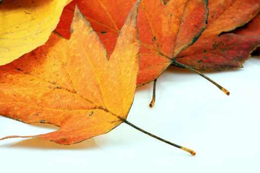 Various autumn leaves