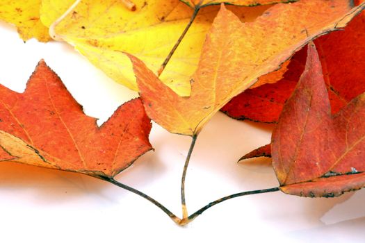 Various autumn leaves