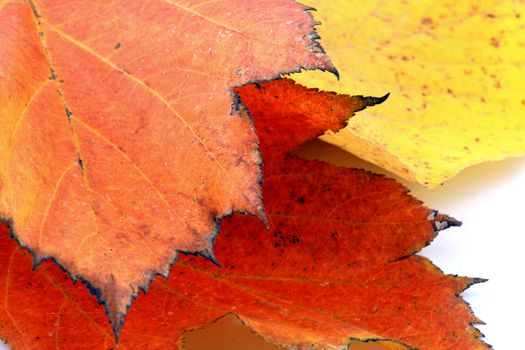 Various autumn leaves