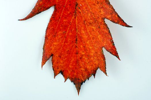 Various autumn leaves