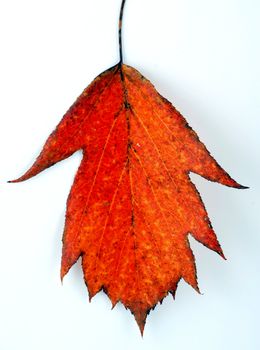 Various autumn leaves