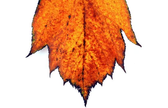 Various autumn leaves