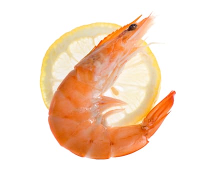 single shrimp, photo on the white background