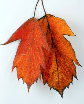 Various autumn leaves