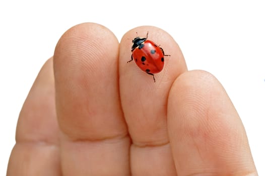 Red in black spotted ladybug in the female hand on a white background