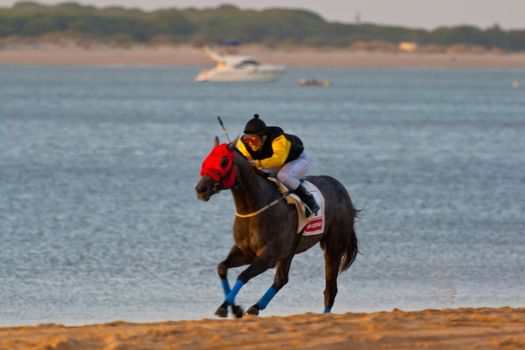 SANLUCAR DE BARRAMEDA, CADIZ, SPAIN - AUGUST 07: Unidentified rider race horses on Sanlucar de Barrameda beach on August 28, 2008 in Sanlucar de Barrameda, Cadiz, Spain.