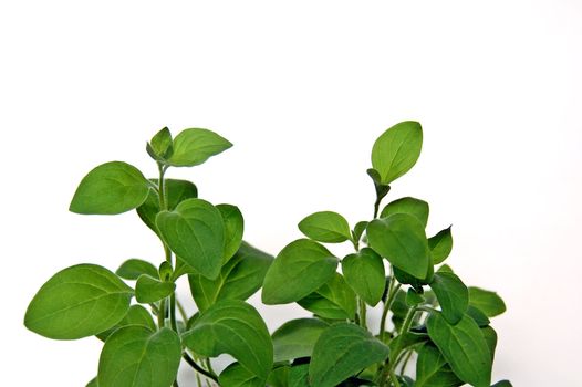 Green leaves petunias on a white background