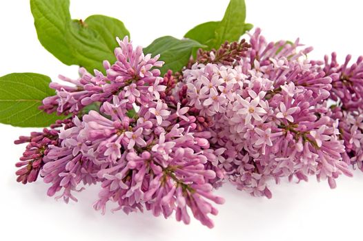 Lilac bud with green leaves on a white background