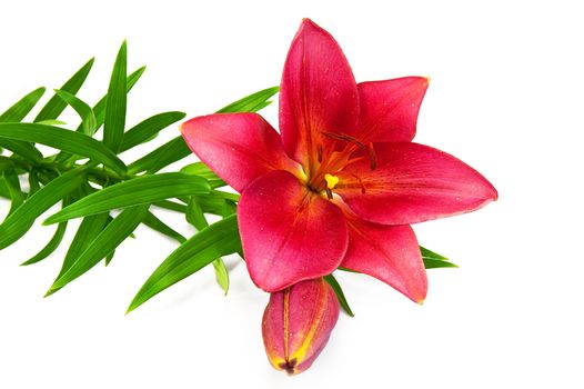 Red lily with green leaves isolated on white background