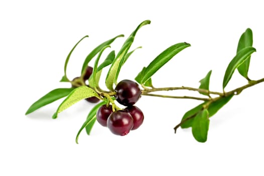 Sprig lingonberry burgundy with green leaves isolated on white background