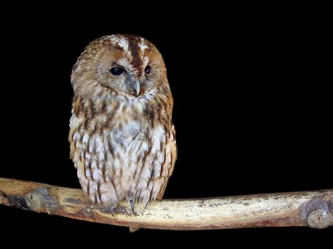 Isolated owl on a deep black background
