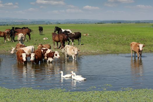 cows horses and geese