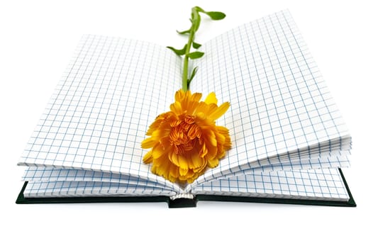 Opened notebook with yellow marigold flower isolated on a white background