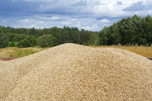 heap of the gathered freshly cereal