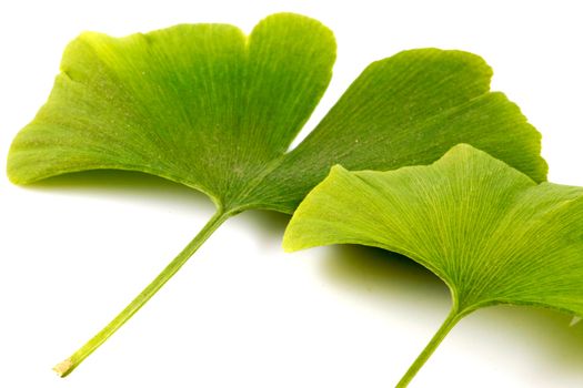Ginkgo biloba on white background