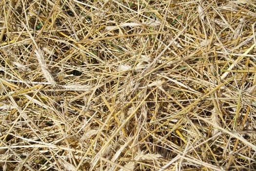 view to straw closeup as background 