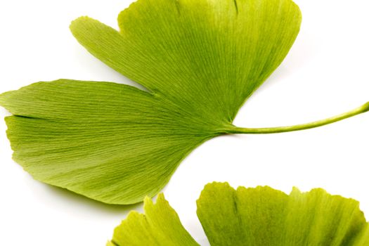 Ginkgo biloba on white background