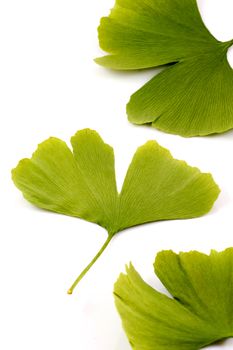 Ginkgo biloba on white background