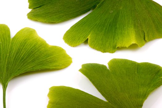 Ginkgo biloba on white background