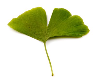 Ginkgo biloba on white background