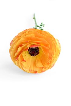 Orange flower ranunkulyusa isolated on a white background