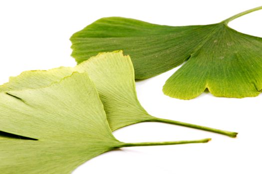 Ginkgo biloba