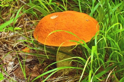 Large orange orange-cap boletus on the background of green grass and brown leaves