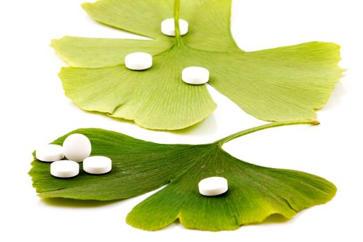 Ginkgo biloba