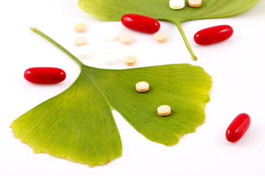 Ginkgo biloba