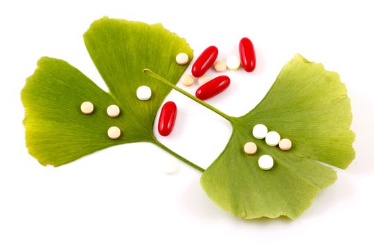 Ginkgo biloba