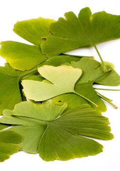 Ginkgo biloba