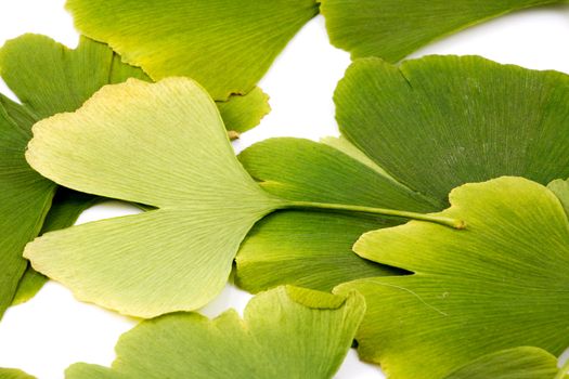 Ginkgo biloba