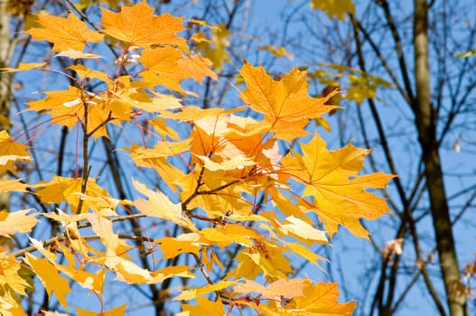 yellow maple leaves are in autumn on the branch