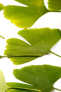 Ginkgo biloba