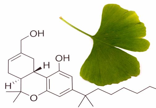 Ginkgo biloba