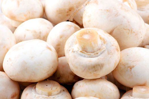 Fresh mushroom