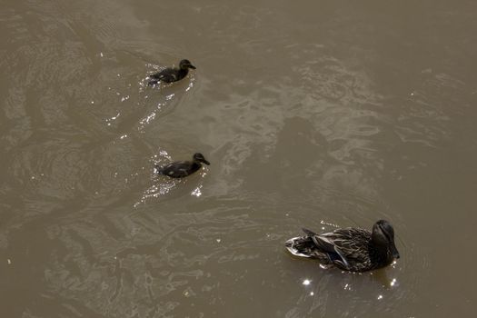 A duck family in the water