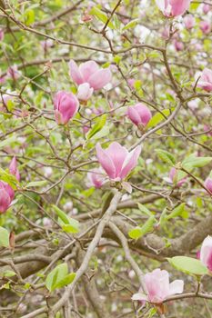Magnolia × soulangeana (saucer magnolia) is a hybrid plant in the genus Magnolia and family Magnoliaceae.