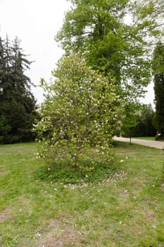 Kornik Arboretum  - the largest and oldest arboretum in Poland. It was founded in the first mid- nineteenth century