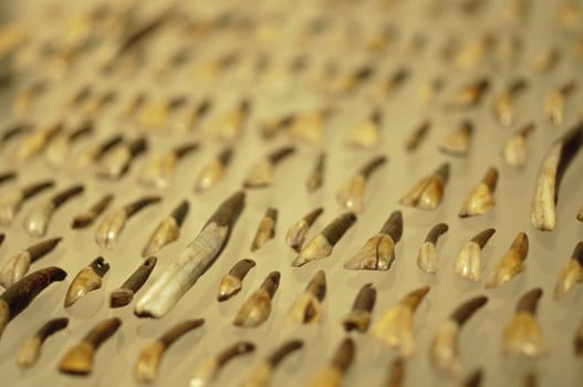 Tooth tools used by prehistoric man in 4900 BC.