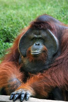 The orangutan in zoo on Bali. Indonesia